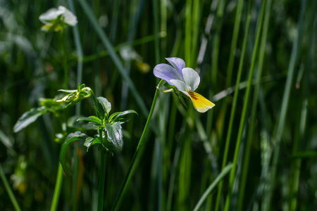 Wild Viola Arvensis, Field Pansy flowerbed abloom. Beautiful wild flowering plant used in alternative herbal medicine. outdoor photography.の写真素材