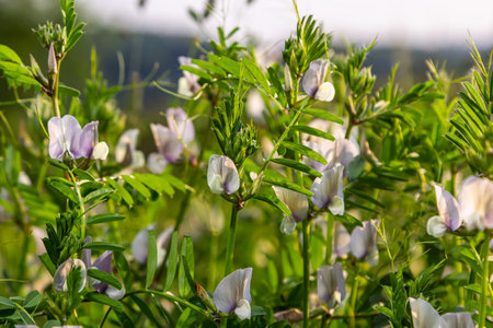 Vicia lutea - smooth yellow vetch. Spring wildflowers on a sunny day in the meadow.の写真素材