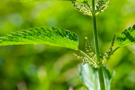 Stinging nettles Urtica dioica in the garden. Green leaves with serrated edges.の写真素材