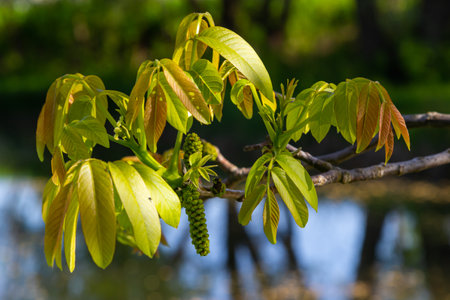 Walnut twig in spring, Walnut tree leaves and catkins close up. Walnut tree blooms, young leaves of...