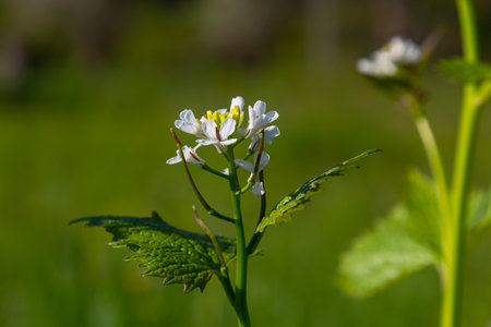 Garlic mustard flowers Alliaria petiolata close up. Alliaria petiolata, or garlic mustard, is a...