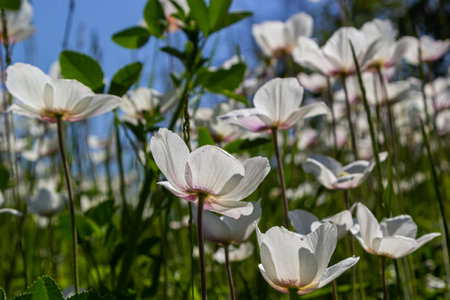 White spring flowers in green grass lawn. white anemone flowers. Anemone sylvestris, snowdrop anemone, windflower.の写真素材