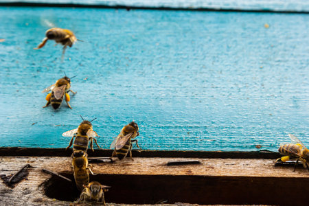 Group of bees near a beehive, in flight. Wooden beehive and bees. Bees fly out and fly into the round entrance of a wooden vintage beehive in an apiary close up view.の写真素材