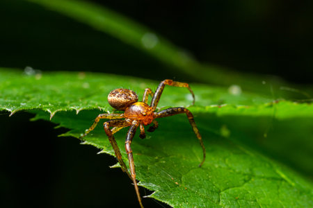 Xysticus spider is on a green leaf. Natural environment, sunny summer day.の写真素材