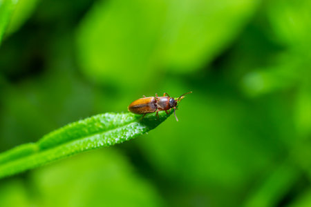 Closeup on a brown hairy clicking beetle, Atthous haemorrhoidalis, sitting on a green leaf in the...