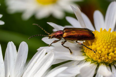 An aquatic leaf-beetle with long antennae Donacia reticulata, Family Chysomelidae.の写真素材