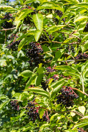 Sambucus nigra is a poisonous plant that can also be used medicinally.の写真素材