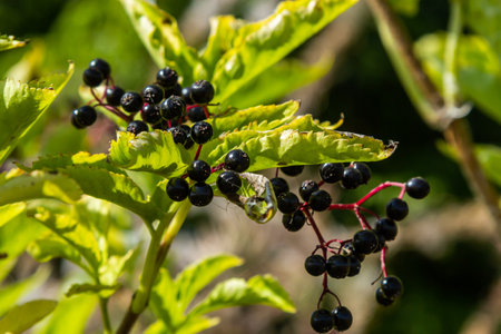 Sambucus nigra is a poisonous plant that can also be used medicinally.の写真素材