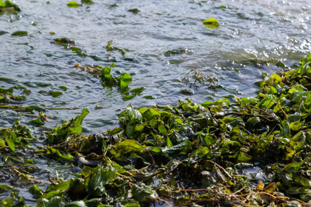 The shore of the lake is strewn with leaves. Autumn scenery at a lake in central europe. Season early autumn.の写真素材