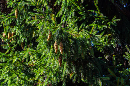 Green spruce branches as a textured background. Green spruce, white spruce or Colorado blue spruce.