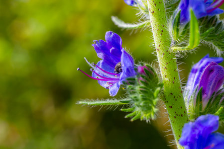 Viper's bugloss or blueweed Echium vulgare flowering in meadow on the natural green blue background. macro. selective focus. front view.の写真素材