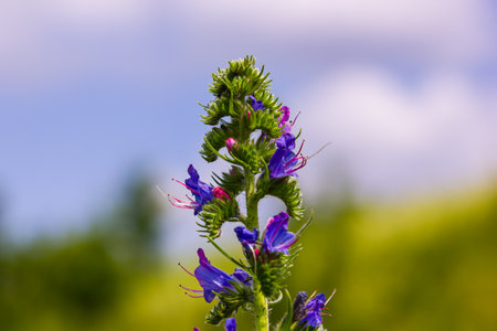 Viper's bugloss or blueweed Echium vulgare flowering in meadow on the natural green blue background. macro. selective focus. front view.の写真素材