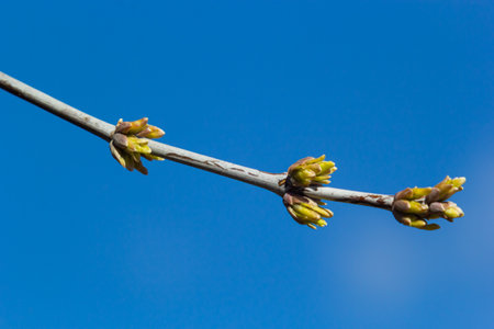 budding buds on a tree branch in early spring macro. Early spring, a twig on a blurred background. The first spring greens.の写真素材