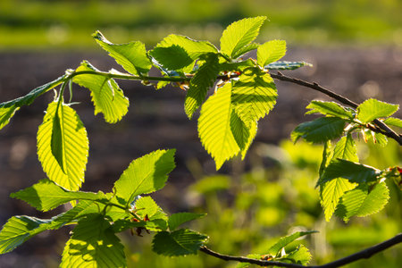 Hornbeam leaf in the sun. Hornbeam tree branch with fresh green leaves. Beautiful green natural...