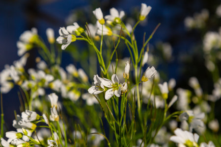 Cardamine amara, known as large bitter-cress. spring forest. floral background of a blooming plant.の写真素材