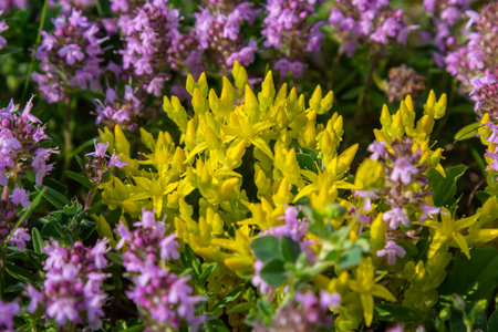 Sedum acre, Sedum album is the perennial herbaceous succulent plant with numerous rising stems covered with small thick leaves.の写真素材