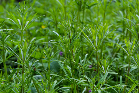 The Cleavers Galium aparine have been used in the traditional medicine for treatment of disorders of the diuretic, lymph systems and as a detoxifier.の写真素材