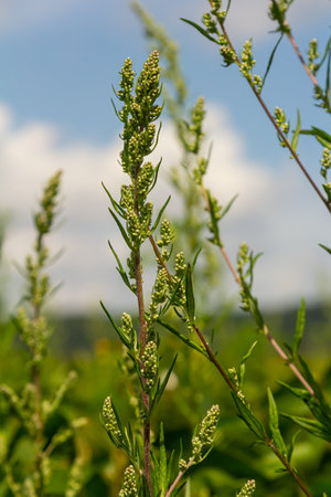 Chenopodium album, edible plant, common names include lamb's quarters, melde, goosefoot, white...