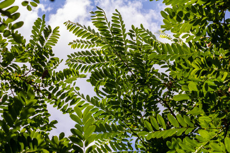 Robinia pseudoacacia, commonly known as black locust with seeds.