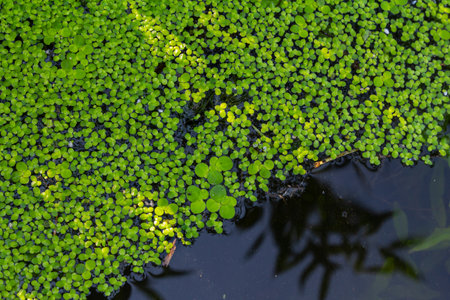 Duckweed - Cultivation of duckweed. Lemna trisulca.