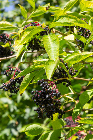 Sambucus nigra is a poisonous plant that can also be used medicinally.