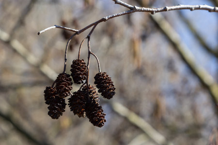 Small branch of black alder Alnus glutinosa with male catkins and female red flowers. Blooming alder in spring beautiful natural background with clear earrings and blurred background.の写真素材
