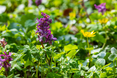 Corydalis. Corydalis solida. Violet flower forest blooming in spring. The first spring flower,...