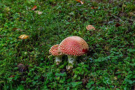 Amanita Muscaria, poisonous mushroom. Photo has been taken in the natural forest background.