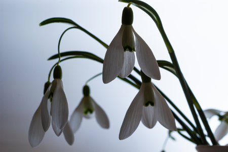 Beautiful snowdrops in wicker basket against light gray background, closeup. Floral background with spring flowers.の写真素材