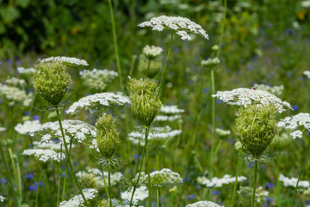 Daucus carota known as wild carrot blooming plant.