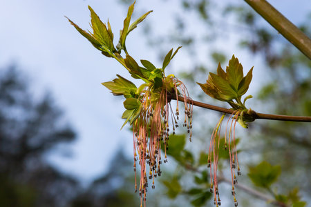 The ash-leaved maple Acer negundo flowers in early spring, sunny day and natural environment, blurred background.の写真素材