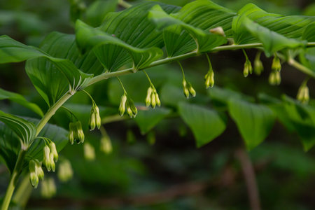 Polygonatum multiflorum, the Solomon's seal, David's harp, ladder-to-heaven or Eurasian Solomon's seal, is a species of flowering plant in the family Asparagaceae.の写真素材