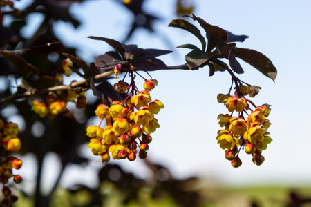 Berberis thunbergii japanese barberry ornamental flowering shrub, group of beautiful small yellow petal flowers in bloom, purple reddish leaves.の写真素材