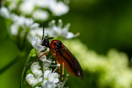 Rose Sawfly Arge ochropus. Taken Cotswold Hills, England.