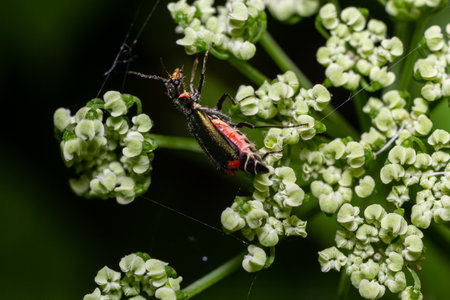 A macro shot of a malachite beetle Malachius bipustulatus seen on a grass flower head in May.