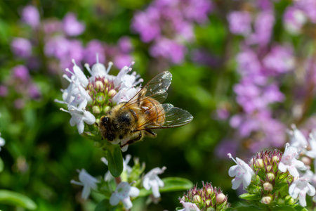 A bee collects pollen near a flower. A bee flies over a flower in a blur background.の写真素材