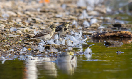 Motacilla alba - The white wagtail, is a small species of passerine bird in the Motacillidae family.