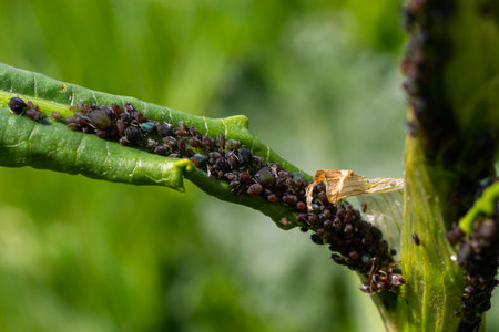 The black bean aphid Aphis fabae is a member of the order Hemiptera. Other common names include...