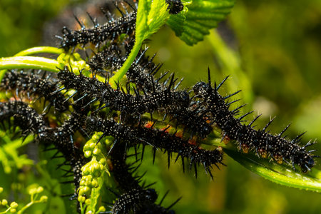 caterpillars of a European peacock butterfly on green leaves they feed on.の写真素材