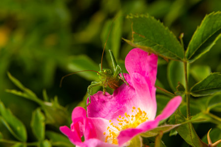 Green grasshopper Tettigonia viridissima on a flower, wildlife, macro.の写真素材