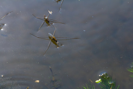 A closeup shot of Gerris lacustris or common pond skater.