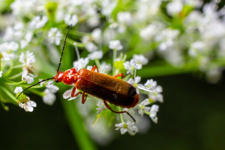 Common red soldier beetle Ragonycha fulva.の写真素材