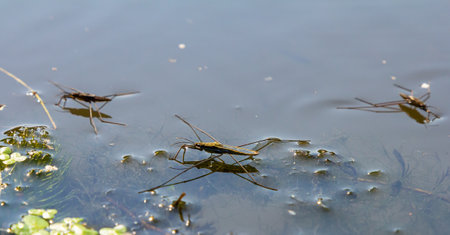 A closeup shot of Gerris lacustris or common pond skater.の写真素材
