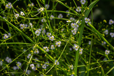Phreatophyte. American water plantain Alisma plantago-aquatica in swampy-forest river water....
