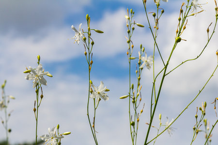 Fragile white and yellow flowers of Anthericum ramosum, star-shaped, growing in a meadow in the wild, blurred green background, warm colors, bright and sunny summer day.の写真素材