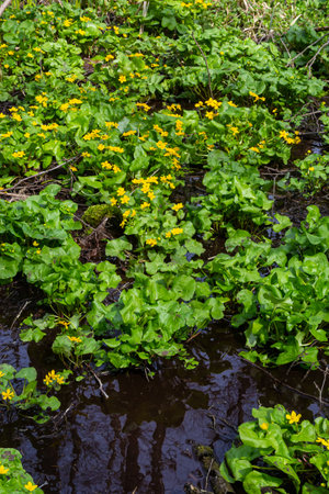 In spring, caltha palustris grows in the moist alder forest. Early spring, wetlands, flooded forest.の写真素材