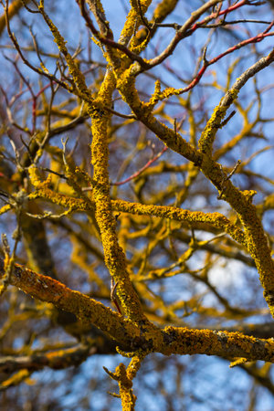 Xanthoria parietina common orange lichen, yellow scale, maritime sunburst lichen and shore lichen on the bark of tree branch. Thin dry branch with orange lichen, close-up, on blurred background.の写真素材