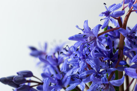 Flower design - floral border made of Scilla bifolia two-leaf squill or alpine squill isolated on white background with space for text. Spring decoration.の写真素材