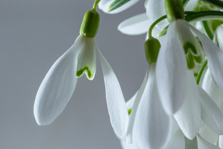Beautiful snowdrops in wicker basket against light gray background, closeup. Floral background with spring flowers.の写真素材