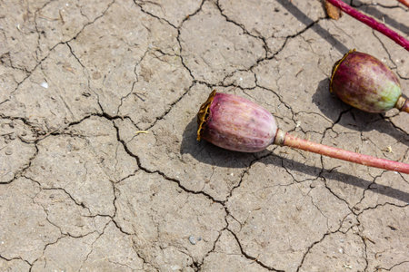 Drought field land with poppy seeds Papaver poppyhead, drying up soil cracked, drying up the soil cracked, climate change, environmental disaster and earth cracks, dry death for plants.の写真素材